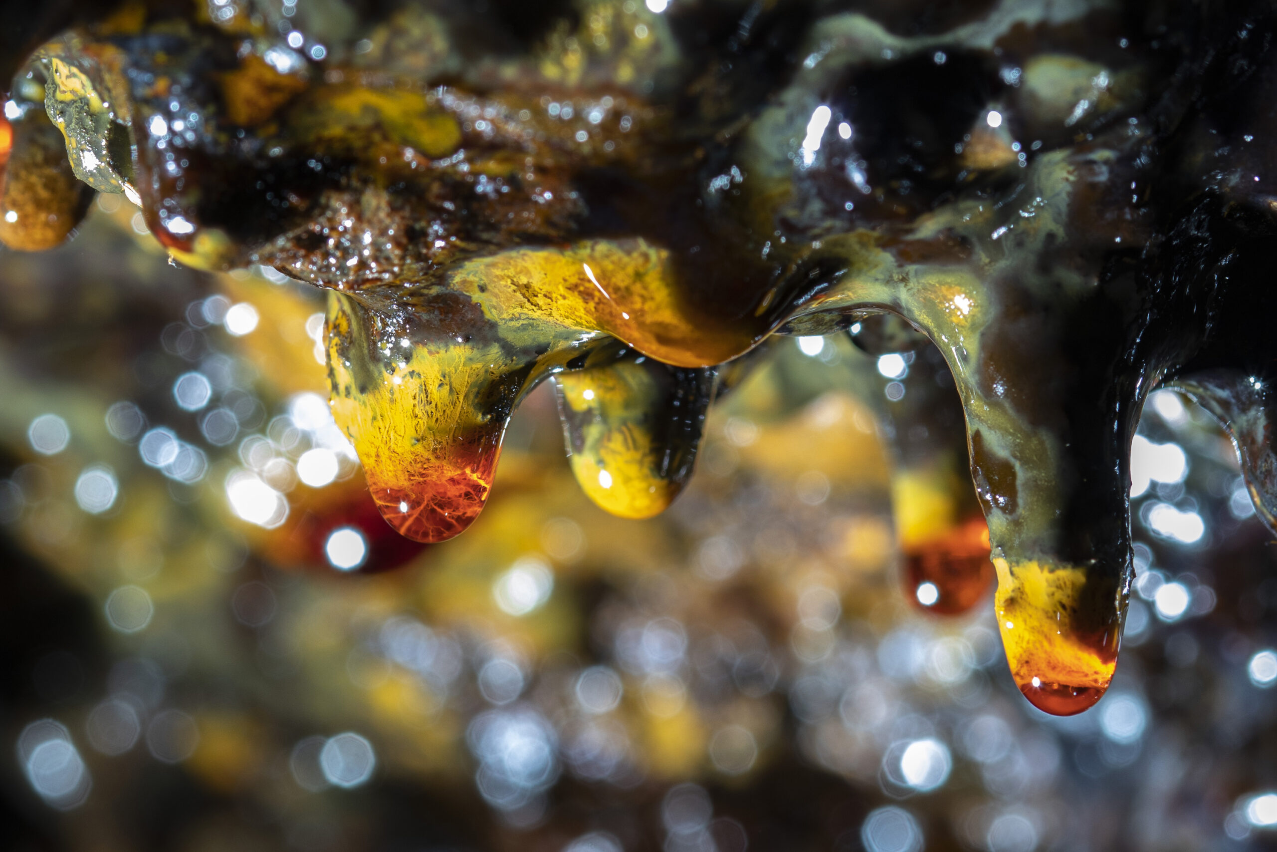 Colorful bacteria